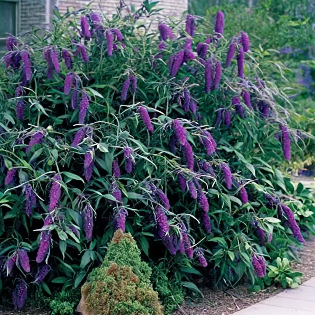 Buddleja davidii 'Black Knight'