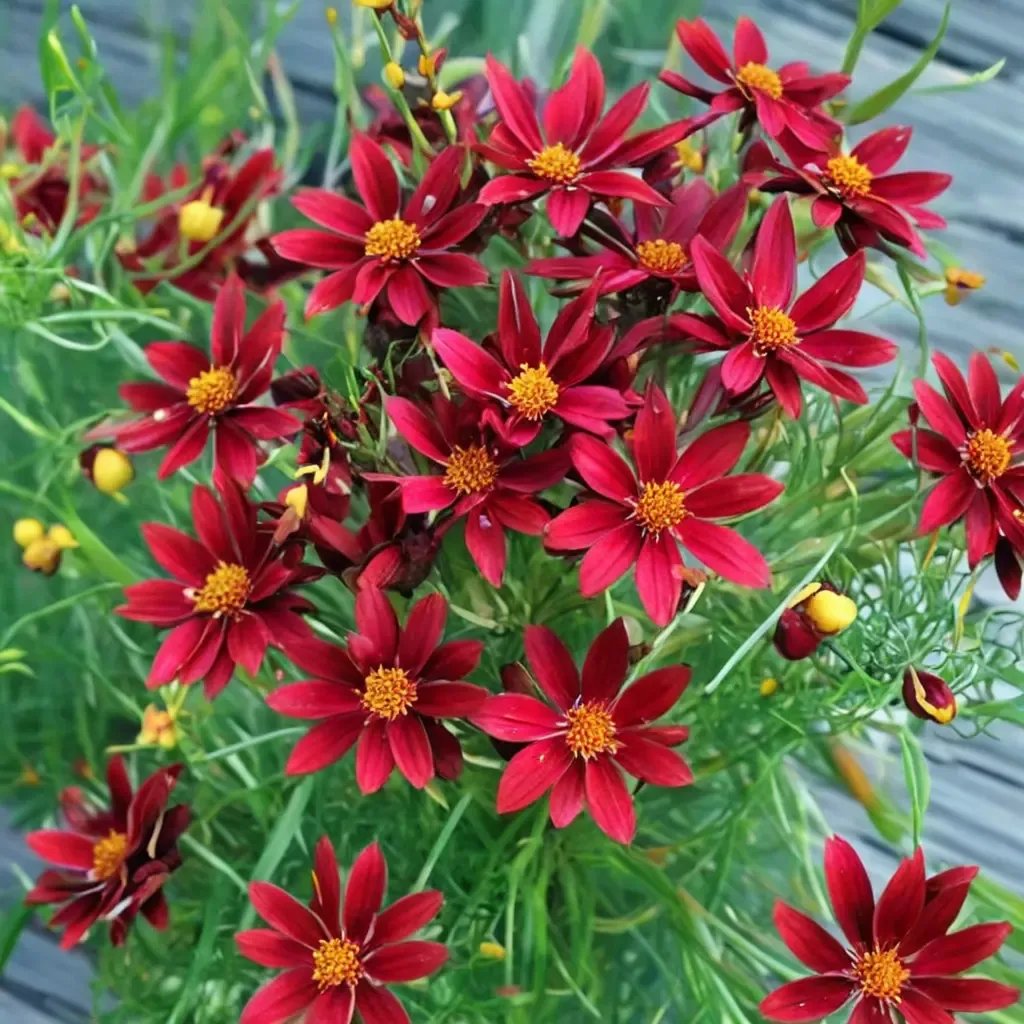 Coreopsis grandiflora 'Red Satin'