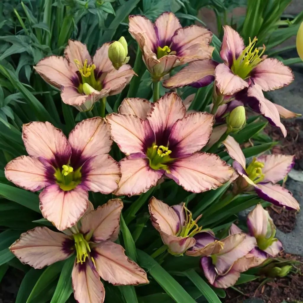 Hemerocallis x hybrida 'Daring Deception'