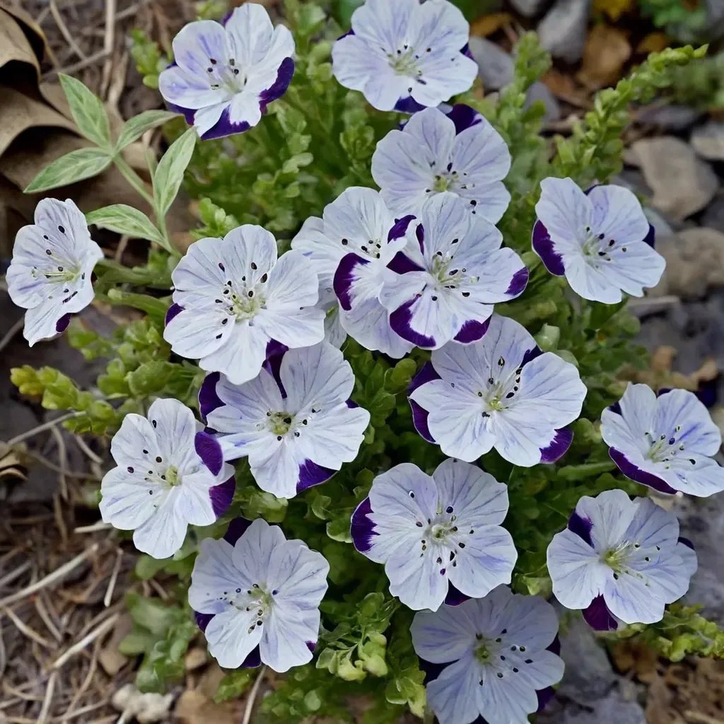 Nemophila maculata 'Fivespot'