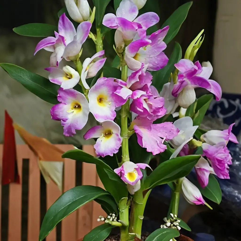 Dendrobium nobile