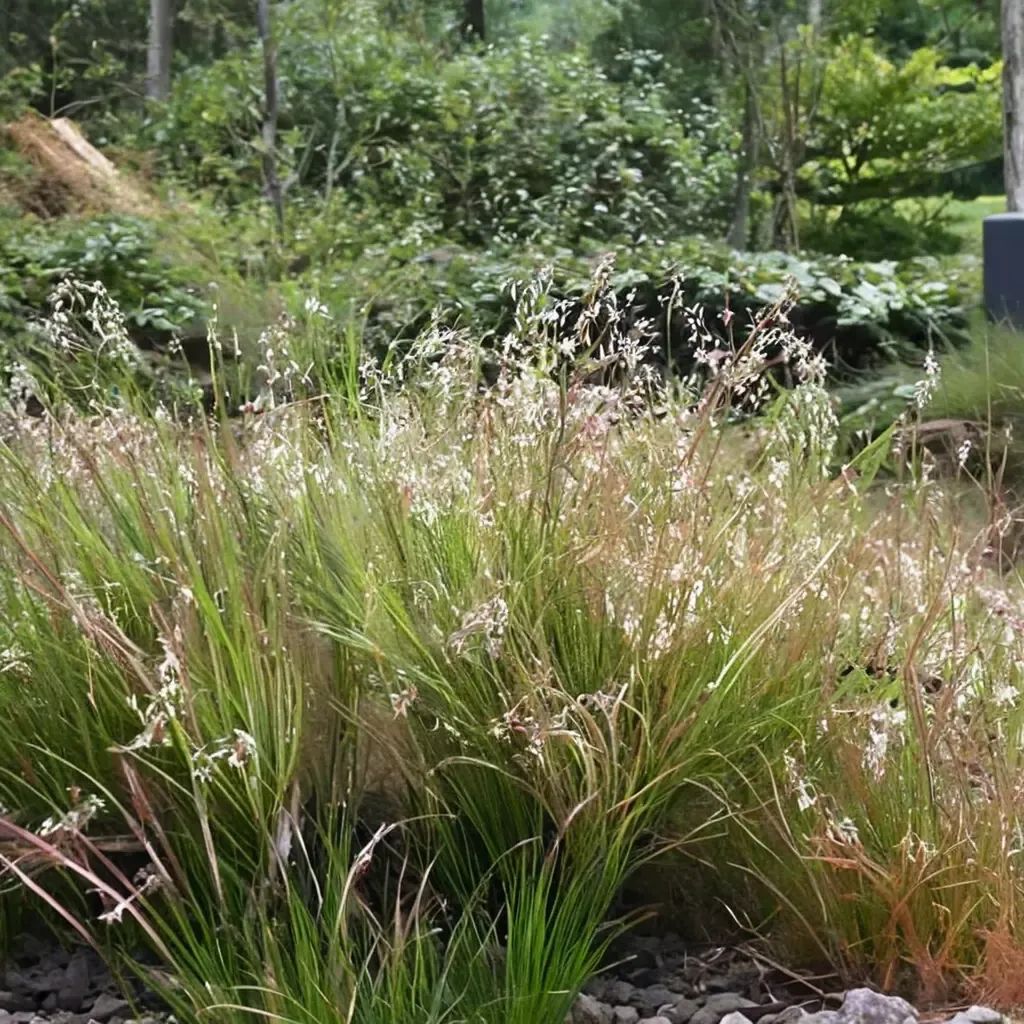 Deschampsia flexuosa