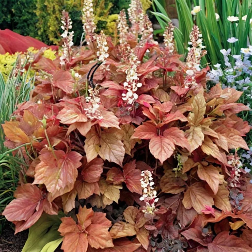 Heucherella x hybrida 'Redstone Falls'