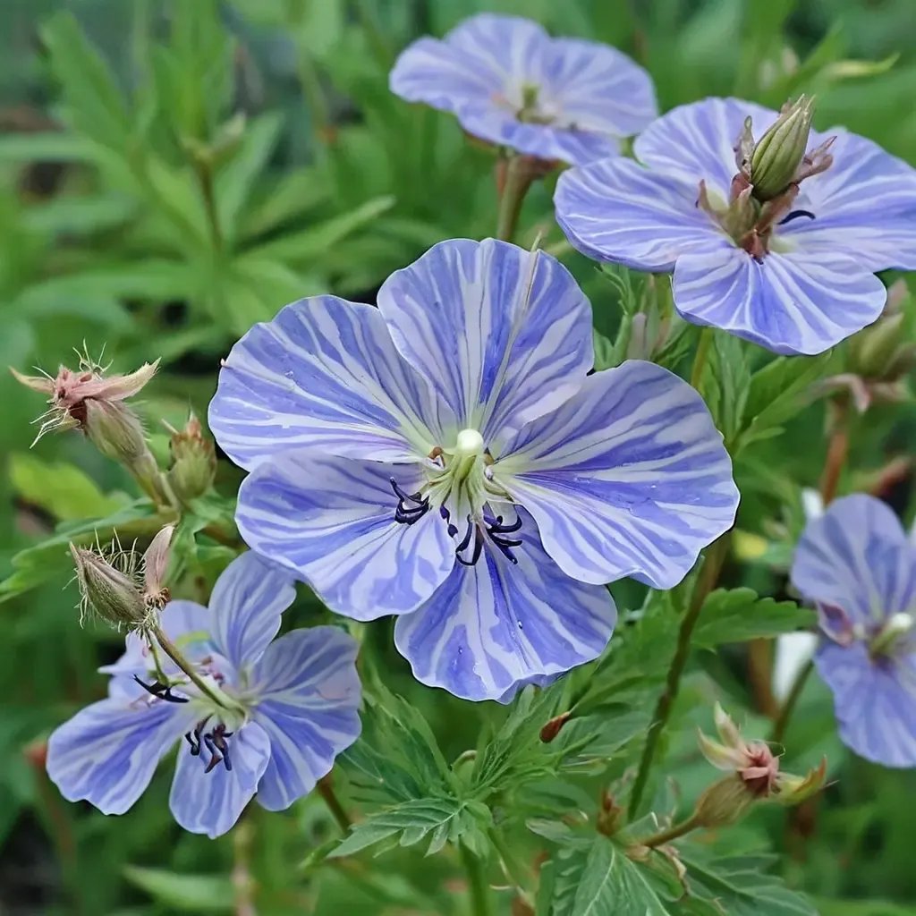 Geranium pratense 'Mrs Kendall Clark'