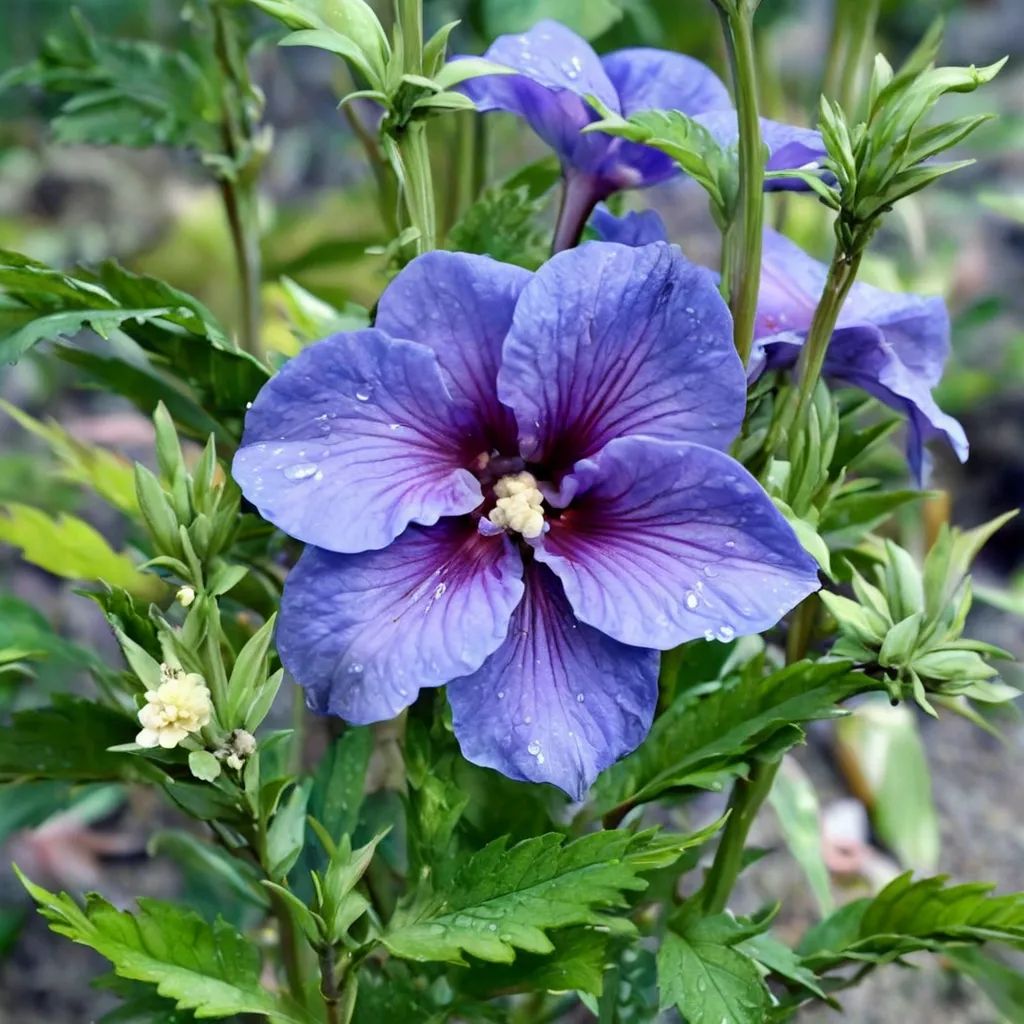 Hibiscus syriacus 'Paraplu Violet'