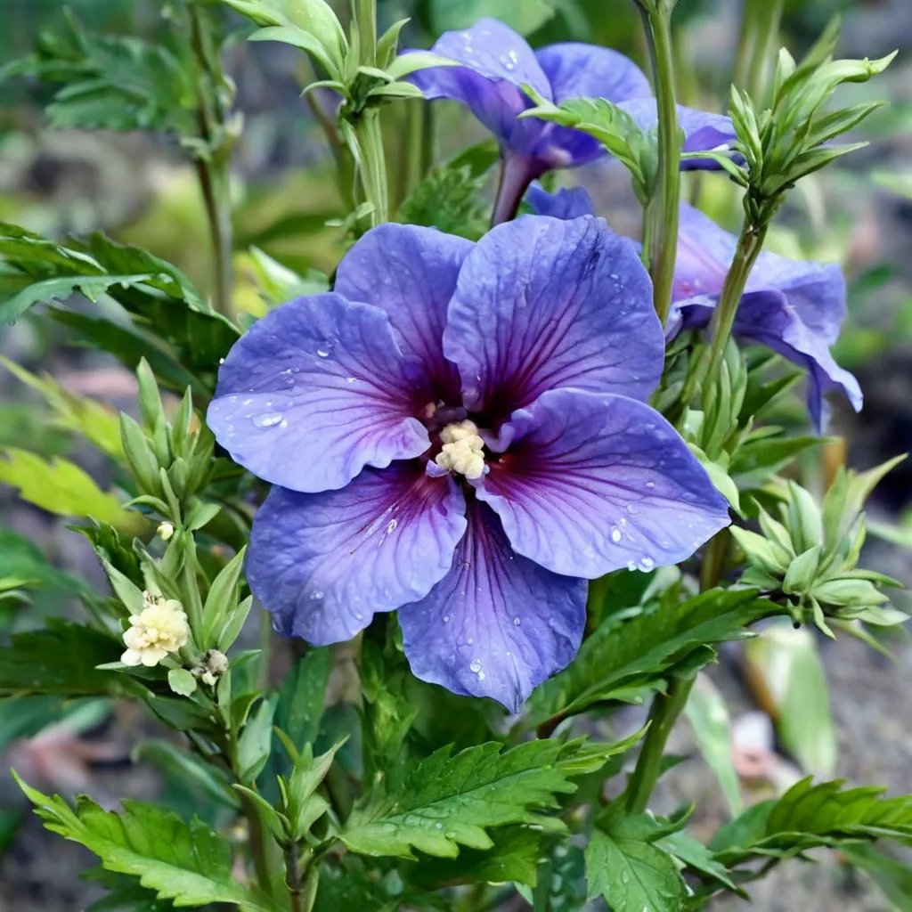 Hibiscus syriacus 'Paraplu Violet'