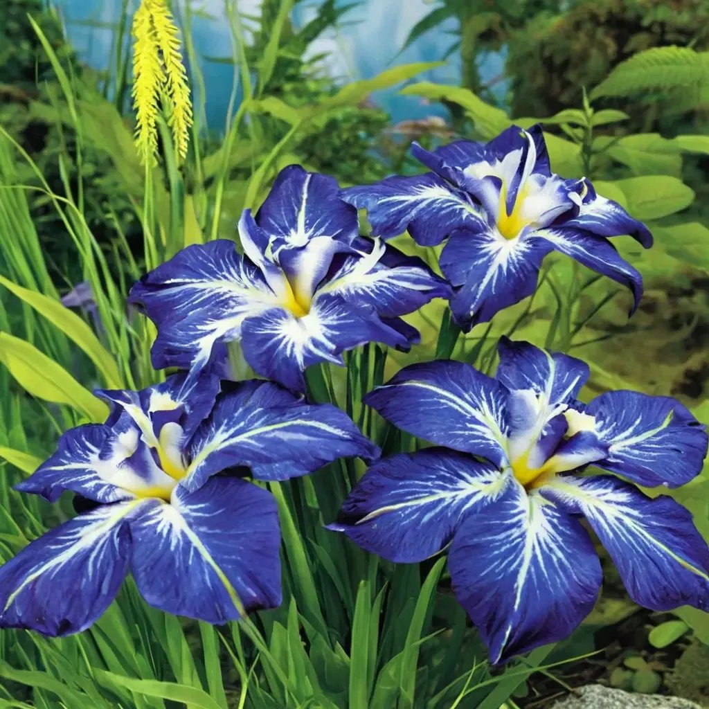 Iris ensata 'Gusto'