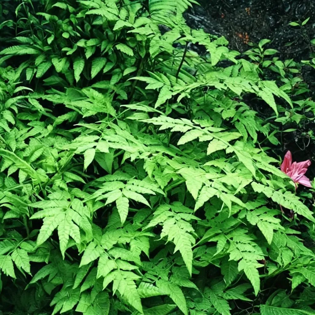 Dryopteris x remota 'Hardy Fern Mix'