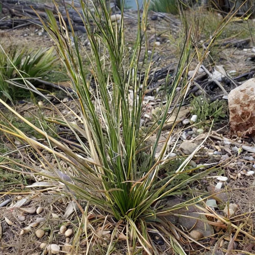 Nolina arenicola