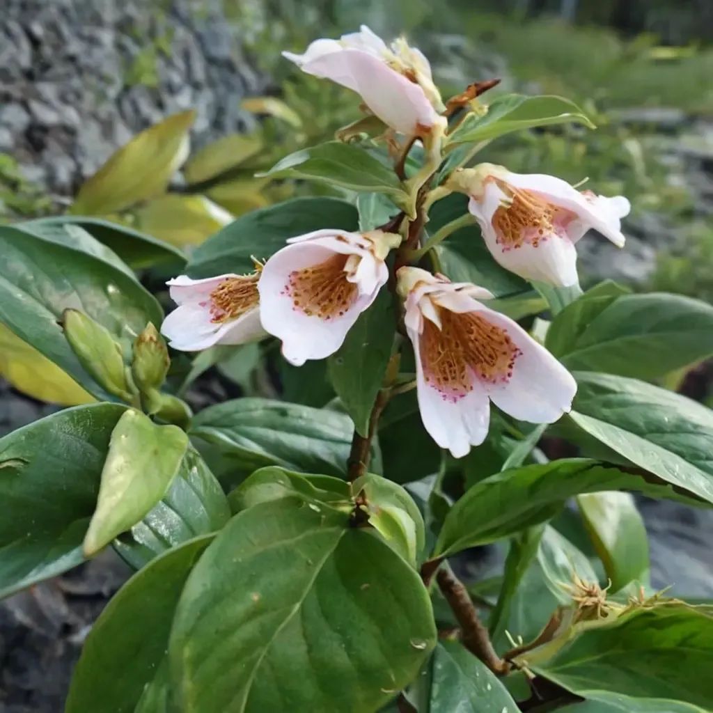 Hemiboea subcapitata