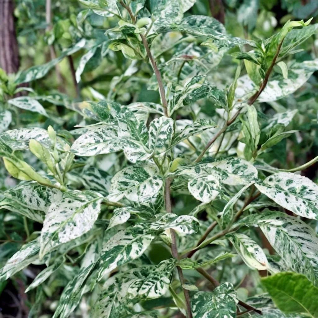 Ulmus parvifolia 'Variegata'