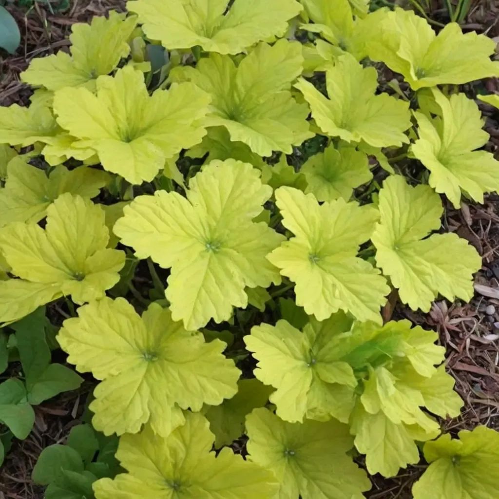 Heuchera sanguinea 'Citronelle'