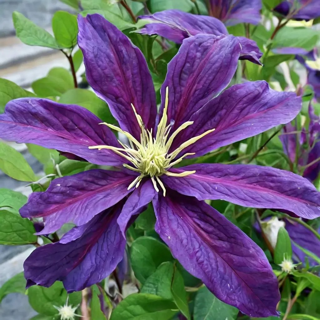 Clematis x jackmanii 'Charmaine'