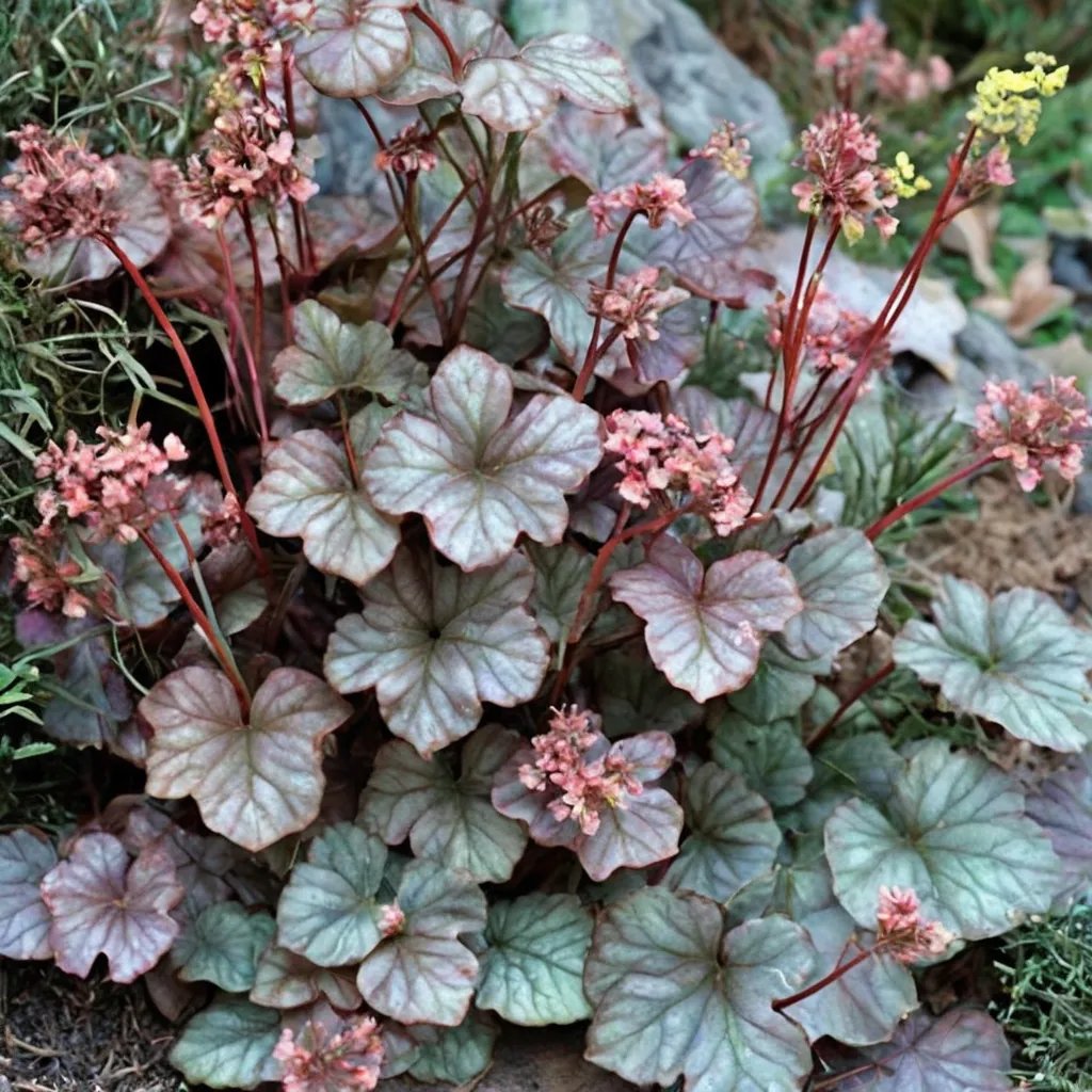 Heuchera x hybrida 'Regina'