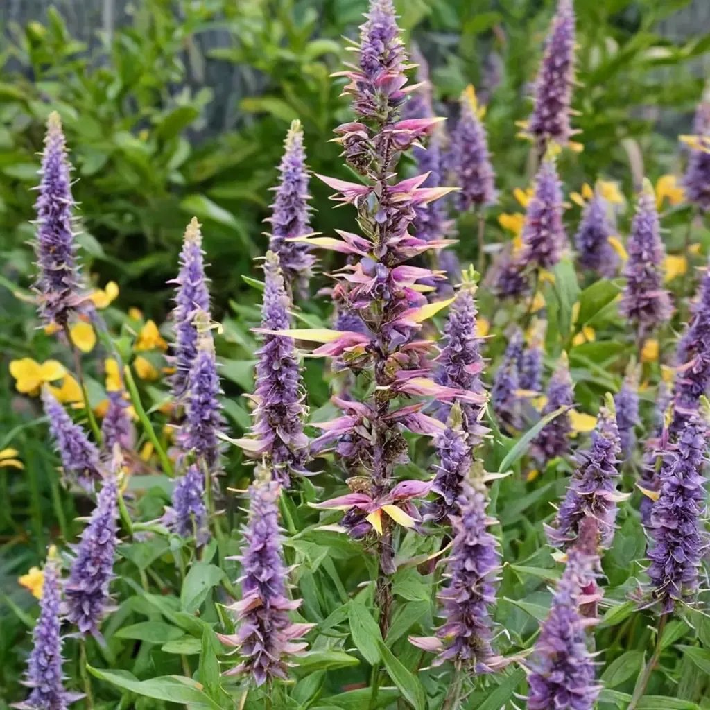 Agastache f neki hybrid