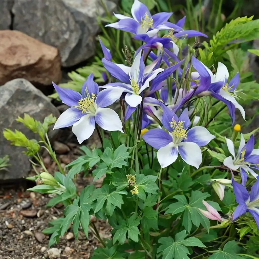 Aquilegia caerulea
