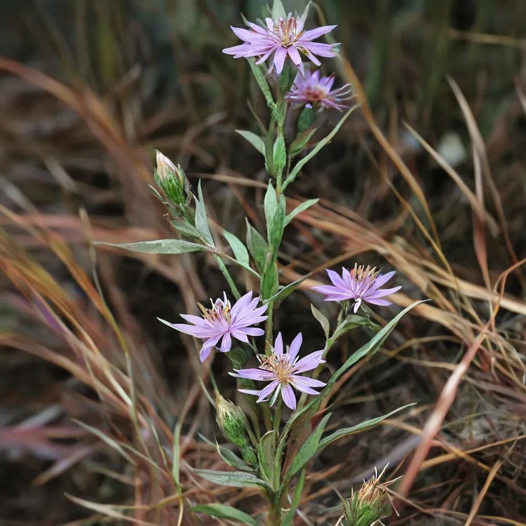 Symphyotrichum concolor