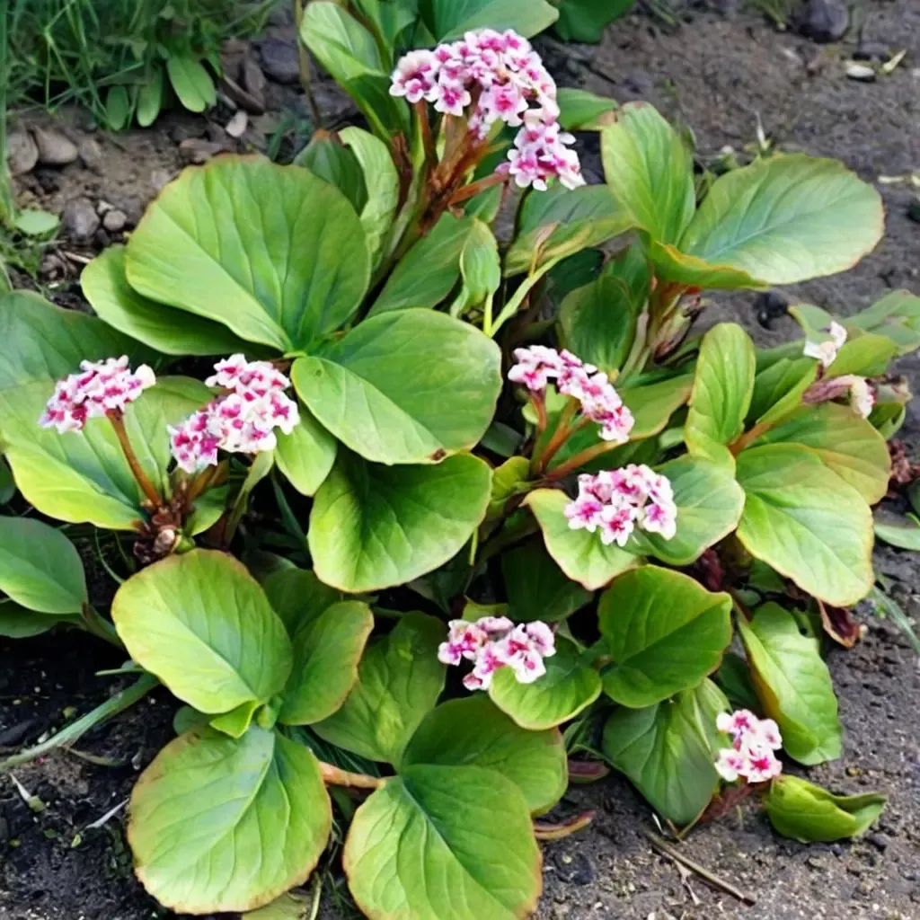 Bergenia crassifolia