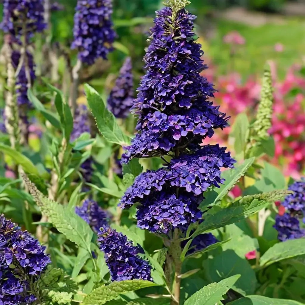 Buddleja davidii 'Buzz Midnight'