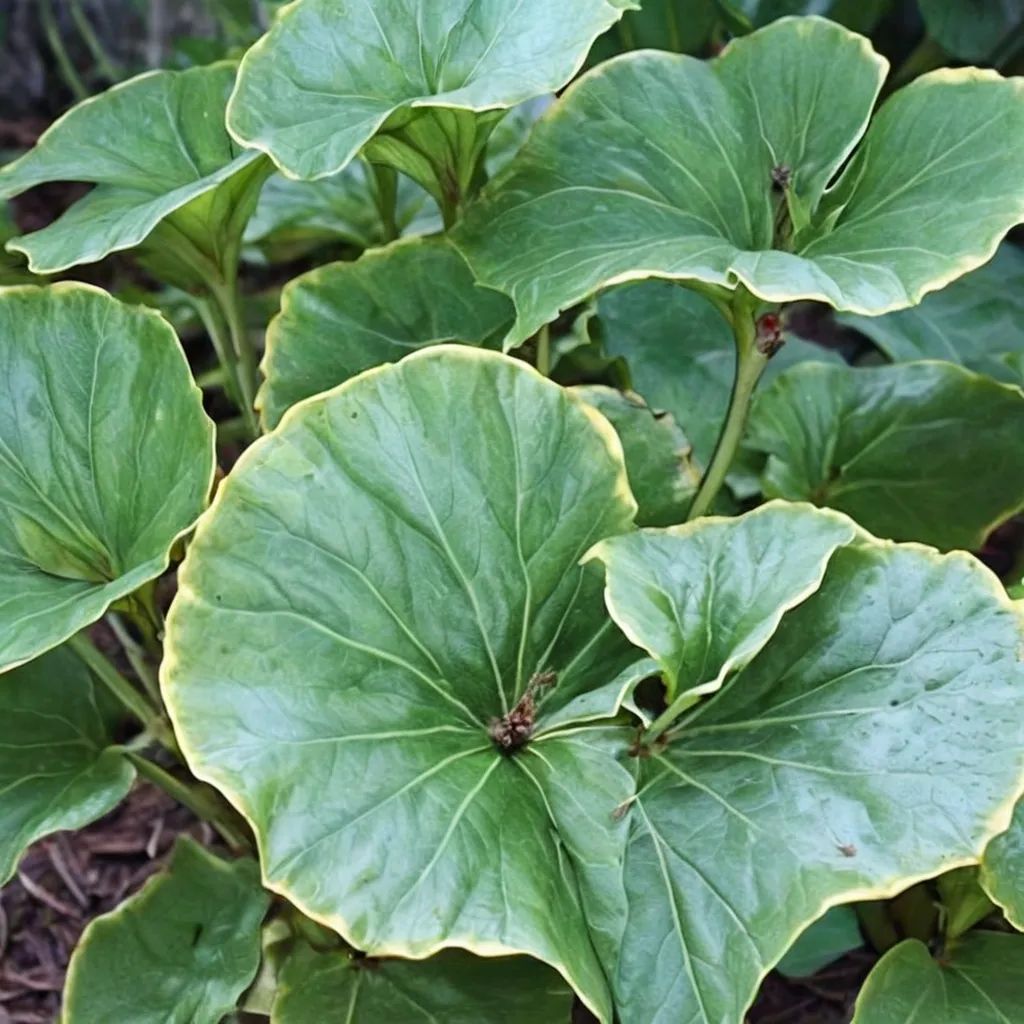 Farfugium japonicum 'Kin Kan'