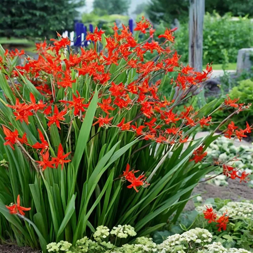 Montbretia