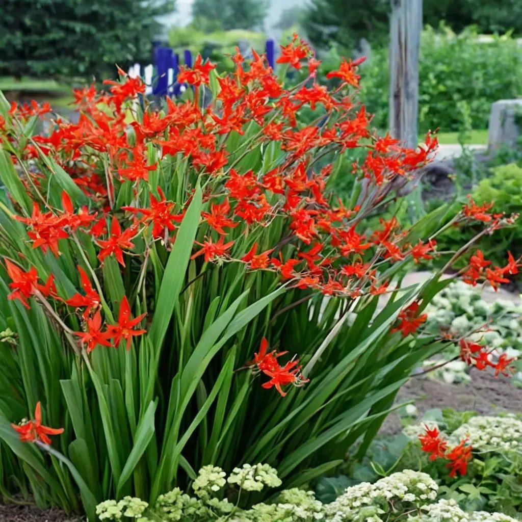 Crocosmia x crocosmiiflora 'Lucifer'