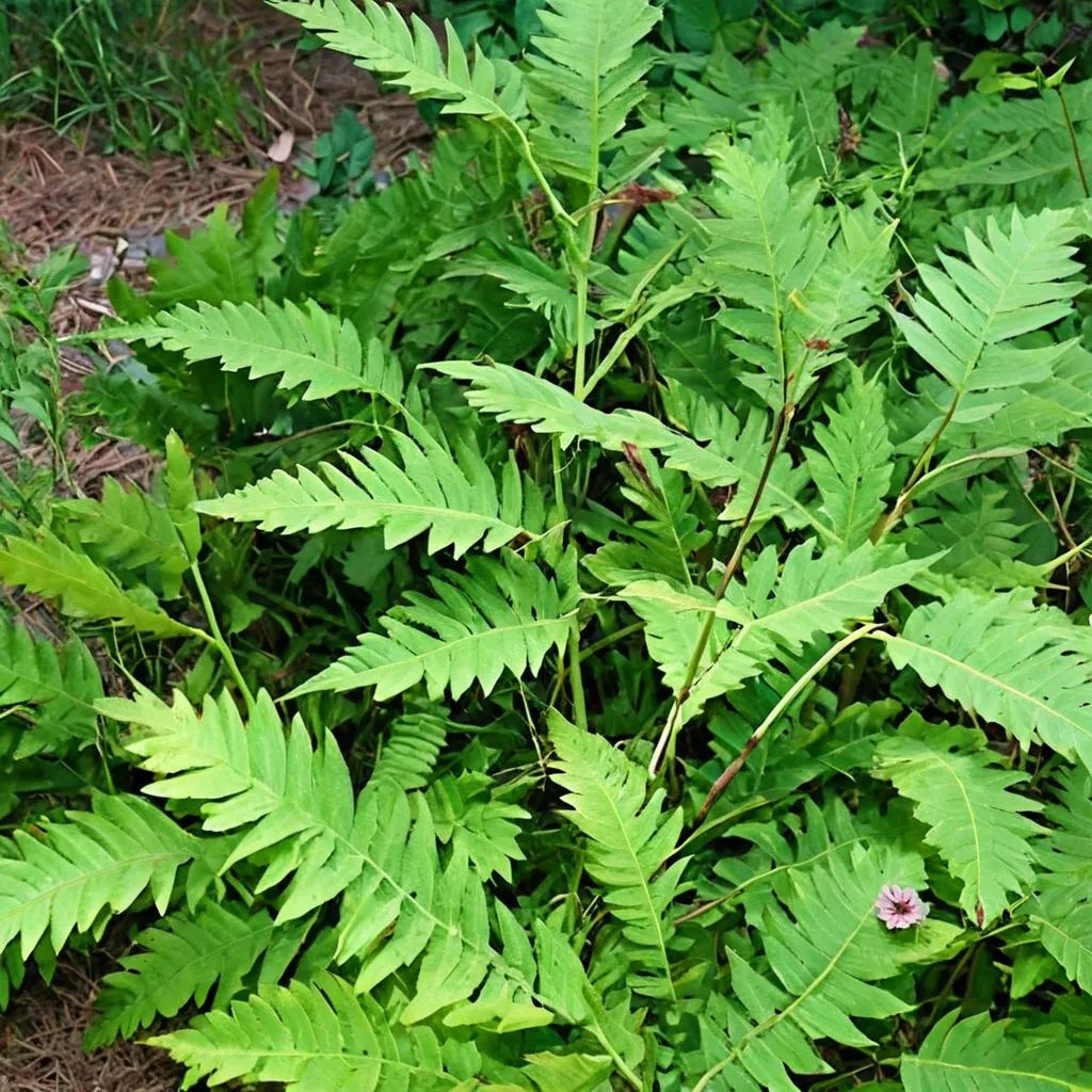Osmunda claytoniana