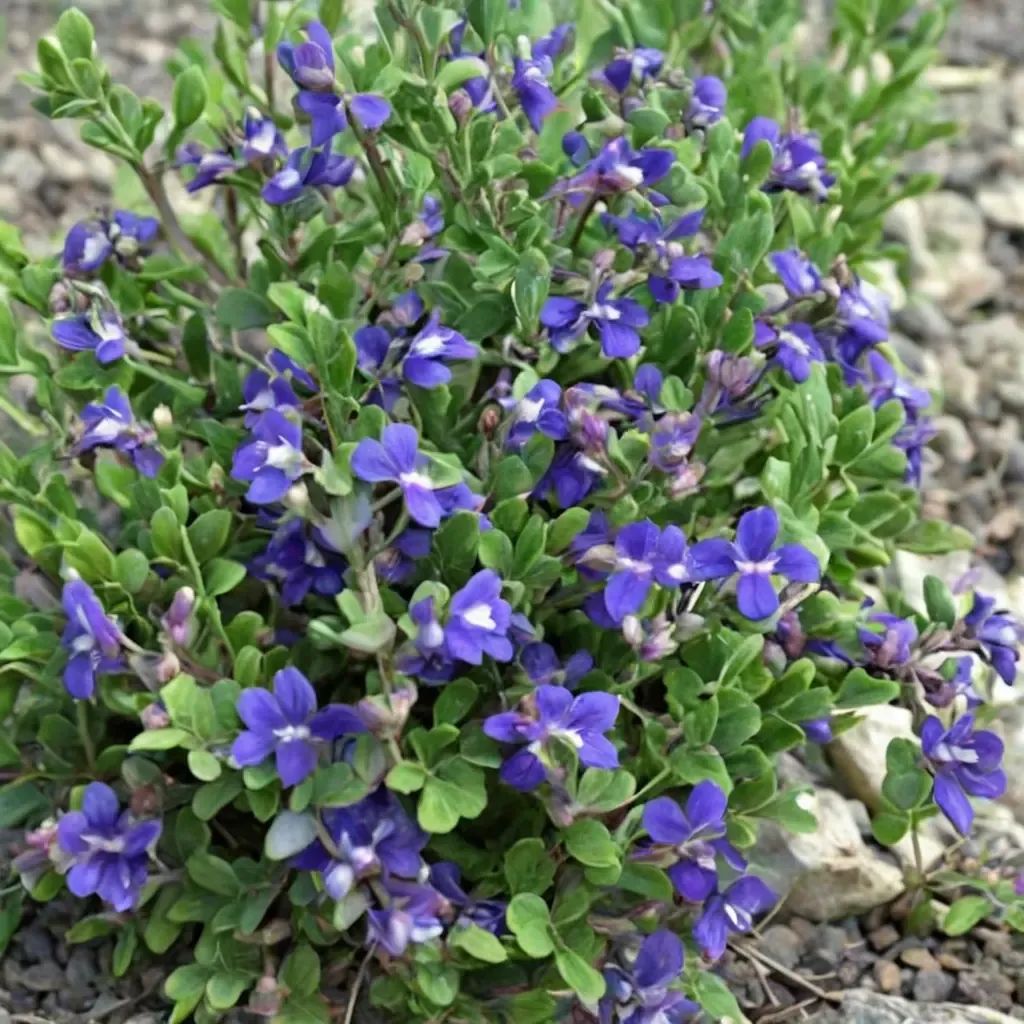 Scutellaria resinosa