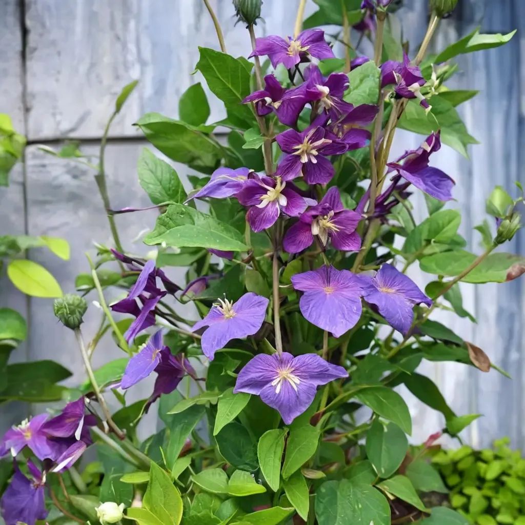 Clematis x hybrida