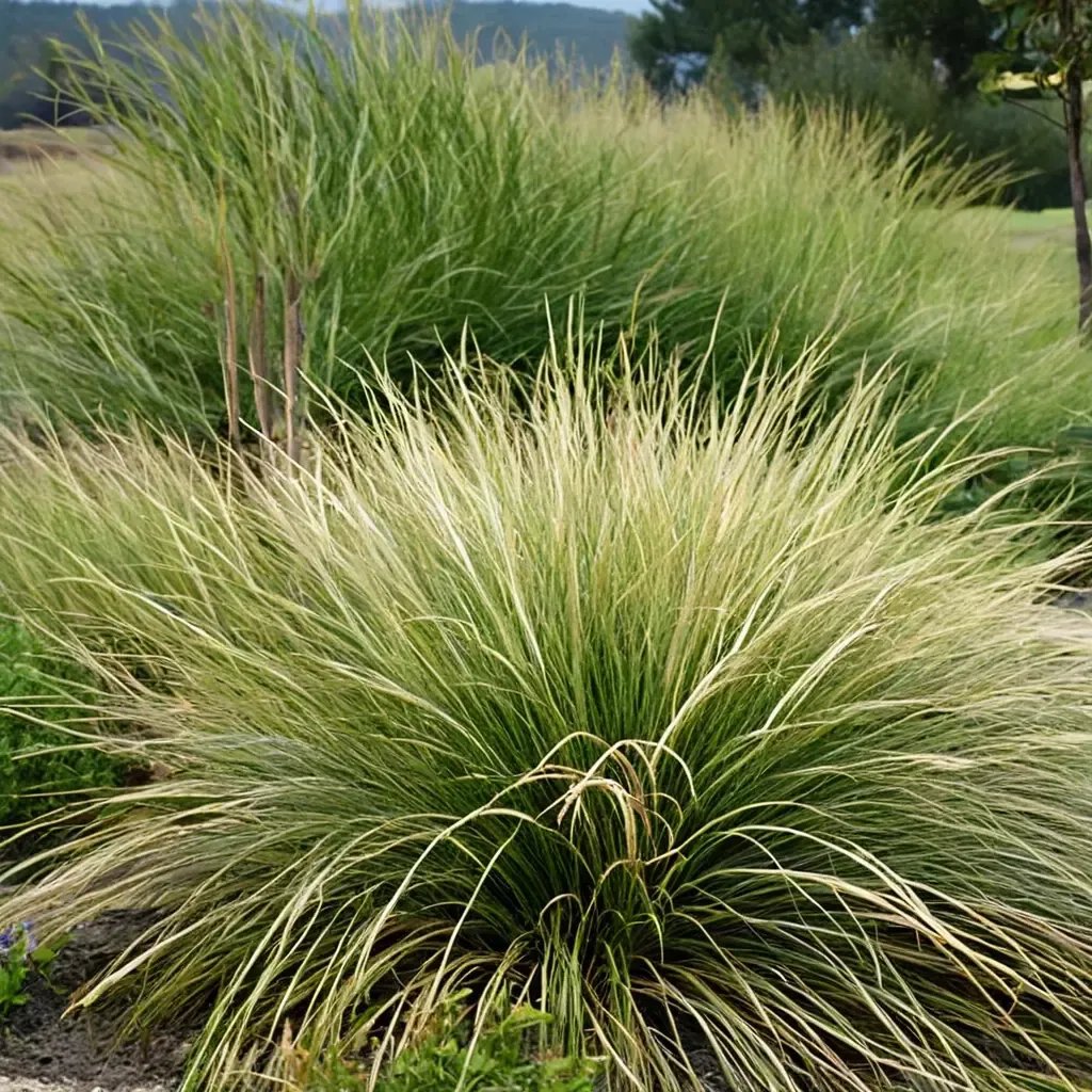 Festuca mairei