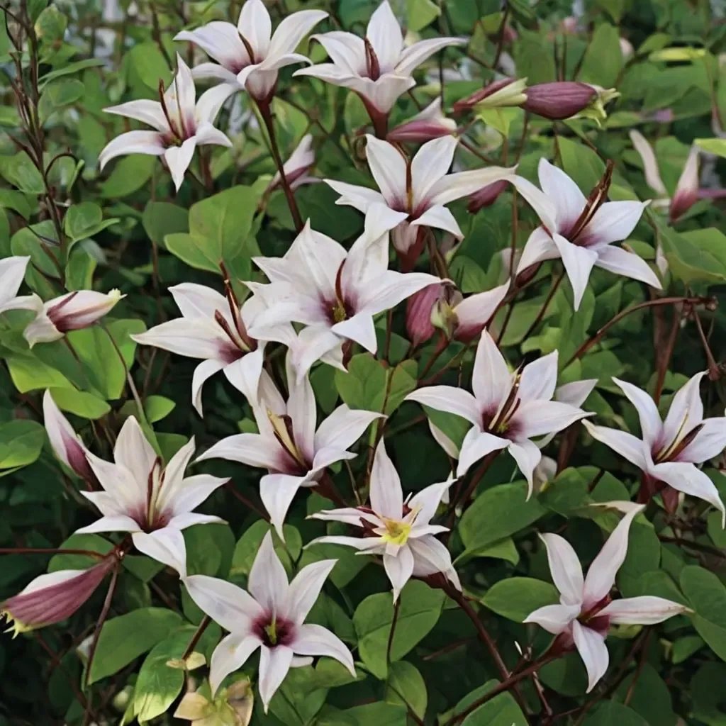 Clematis x durandii 'Princess Kate'