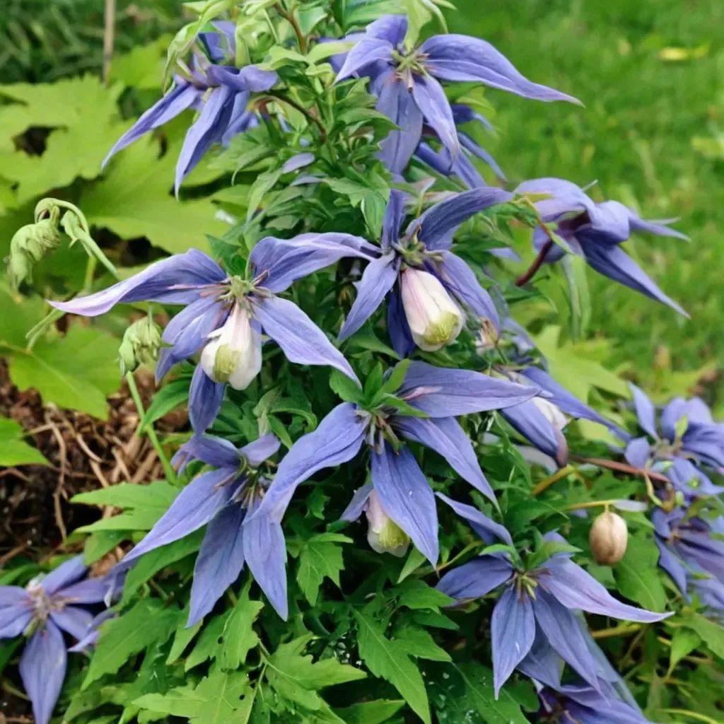Clematis alpina