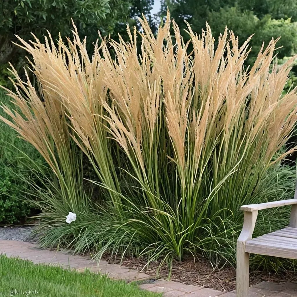 Calamagrostis x acutiflora