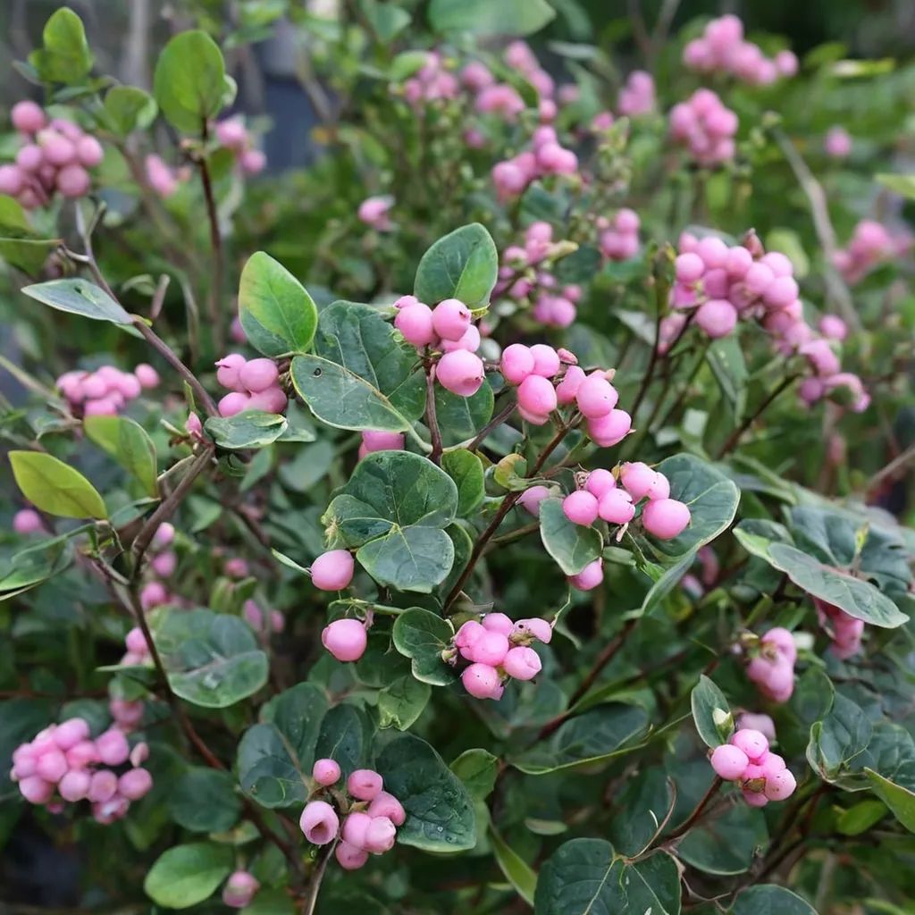 Symphoricarpos x chenaultii 'Proud Berry'