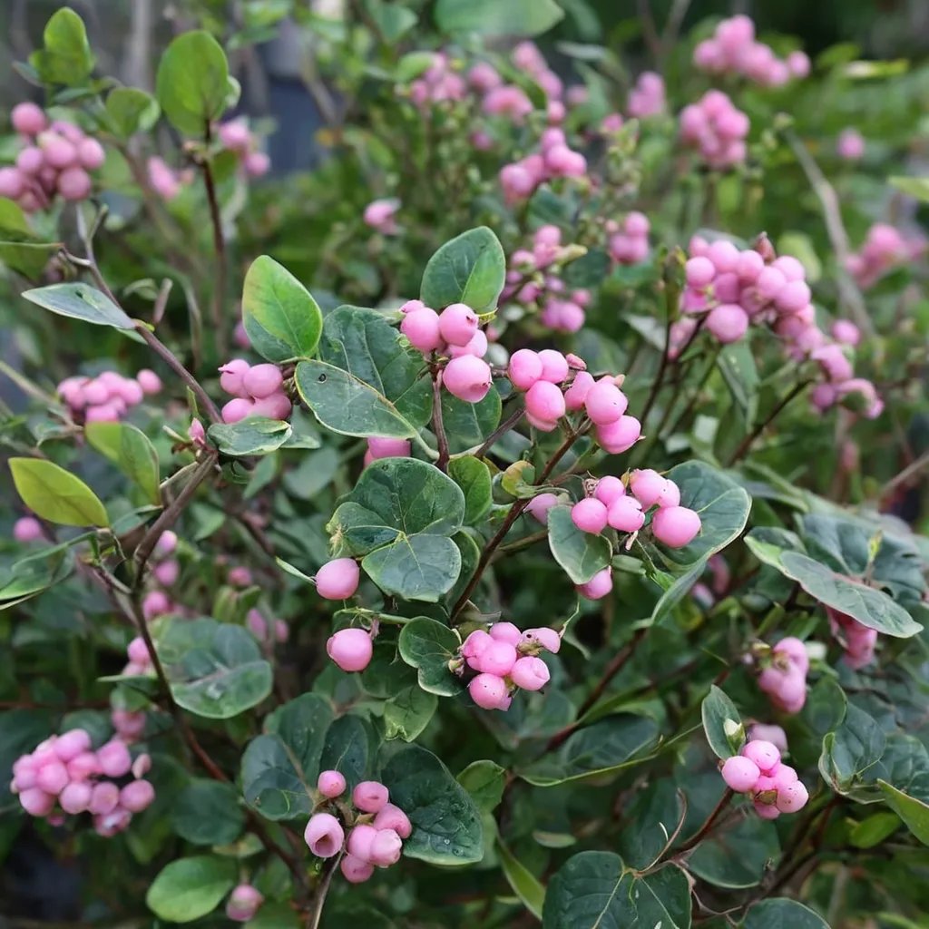 Symphoricarpos chenaultii 'Proud Berry'