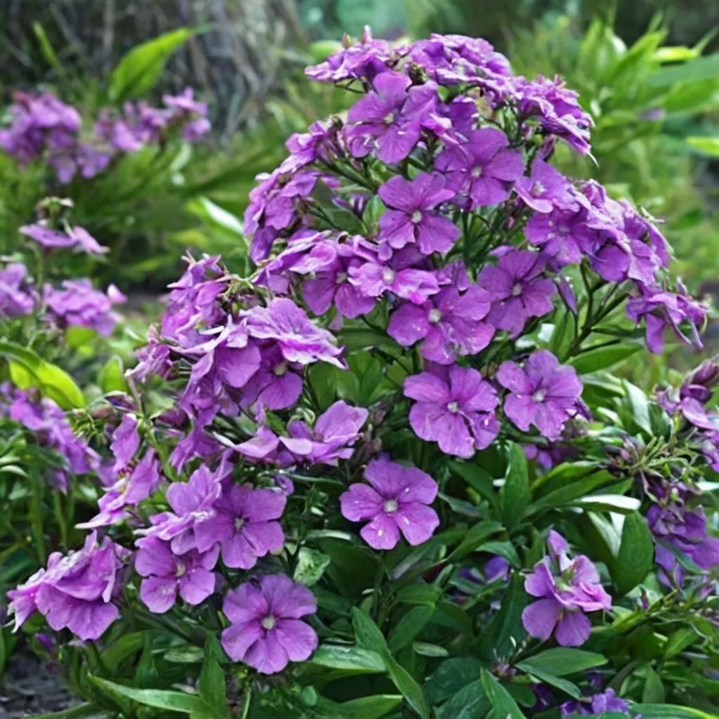 Phlox paniculata 'Barfourteen'