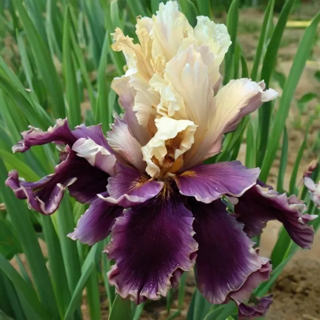 Iris x germanica 'Hold My Hand'