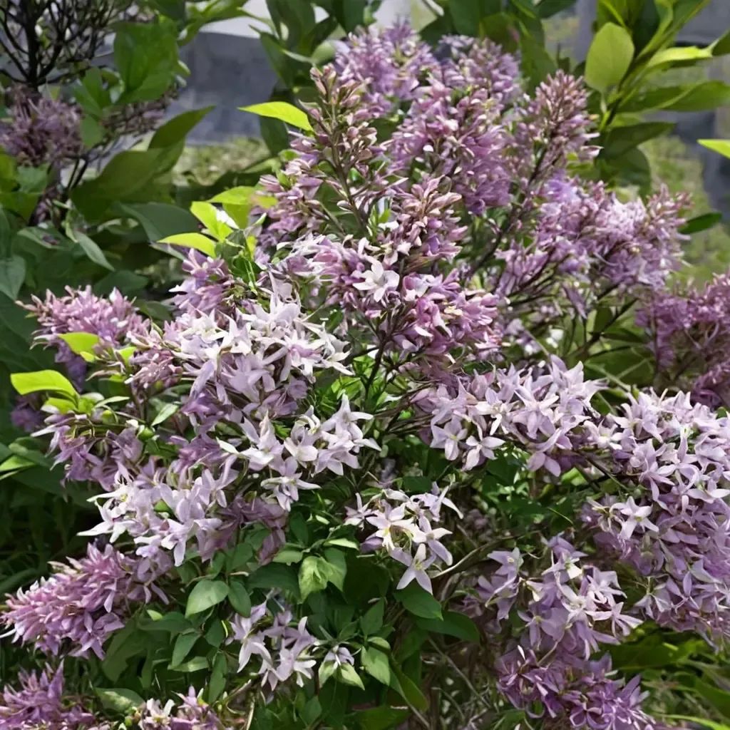 Syringa x hyacinthiflora 'Miss Kim'
