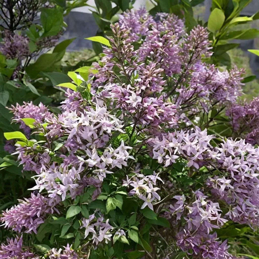 Syringa x hyacinthiflora 'Miss Kim'