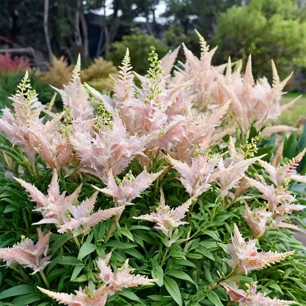 Astilbe x arendsii 'Milk and Honey'