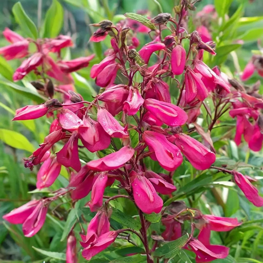 Penstemon glaber 'Garnet'