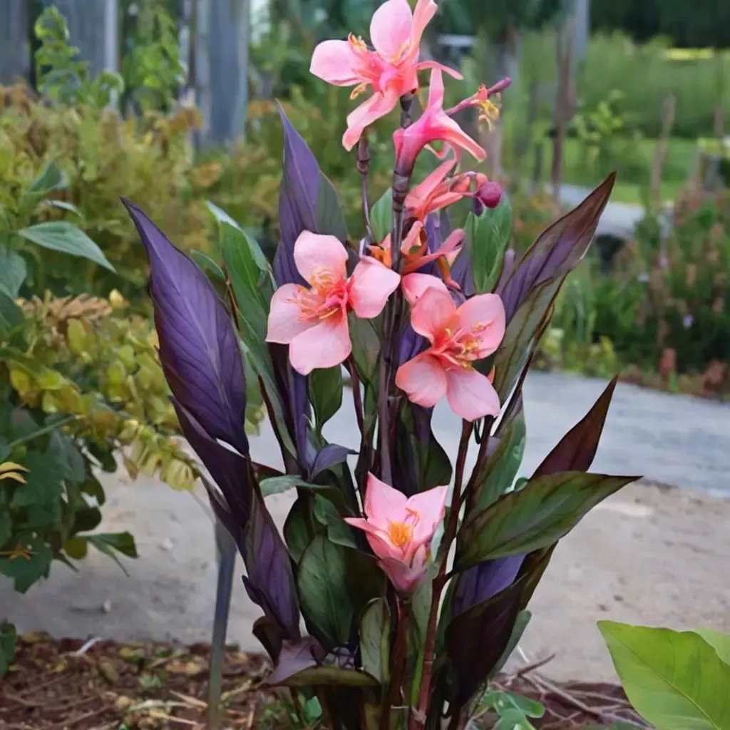 Canna generalississima 'Blueberry Sparkler'