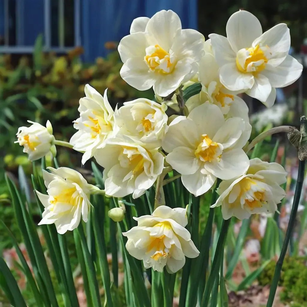 Narcissus pseudonarcissus 'Fragrant Cheerfulness'