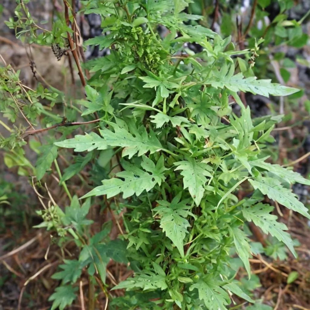 Lygodium japonicum