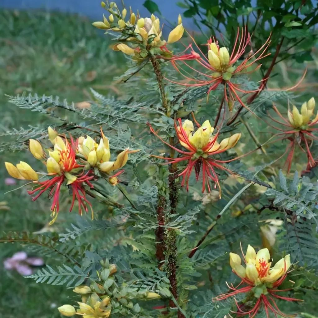 Caesalpinia gilliesii