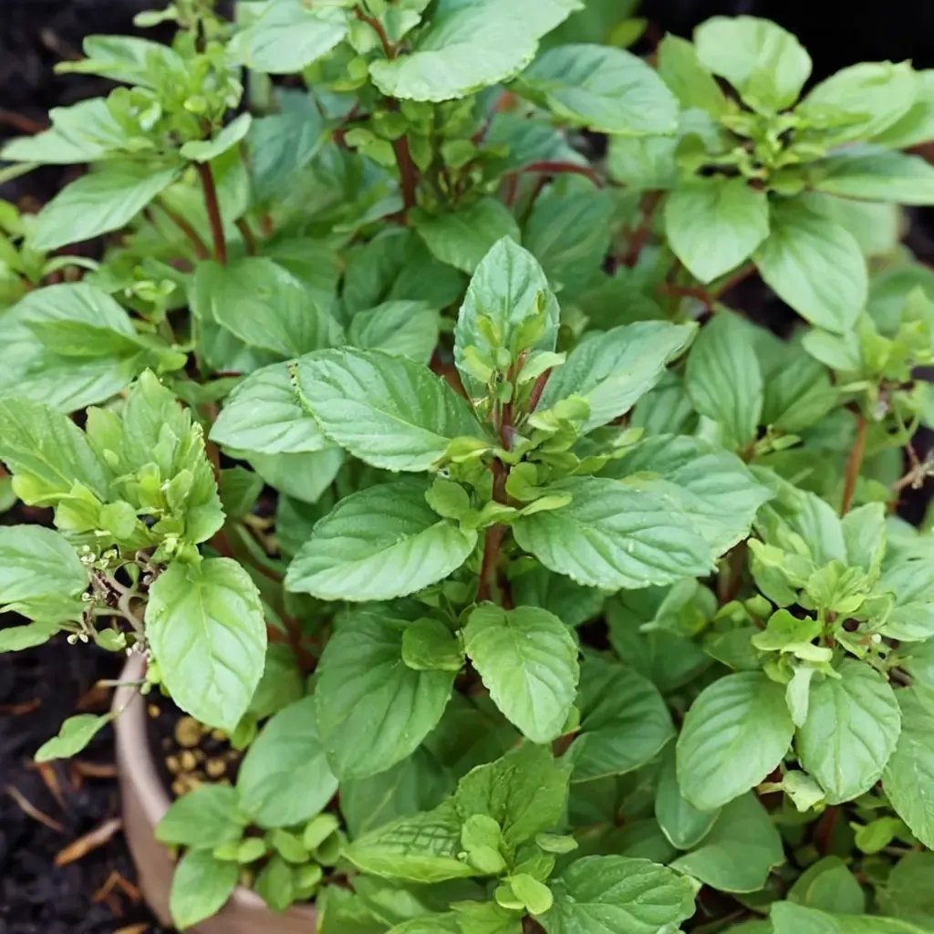 Mentha x piperita 'Fuhgeddaboudit'