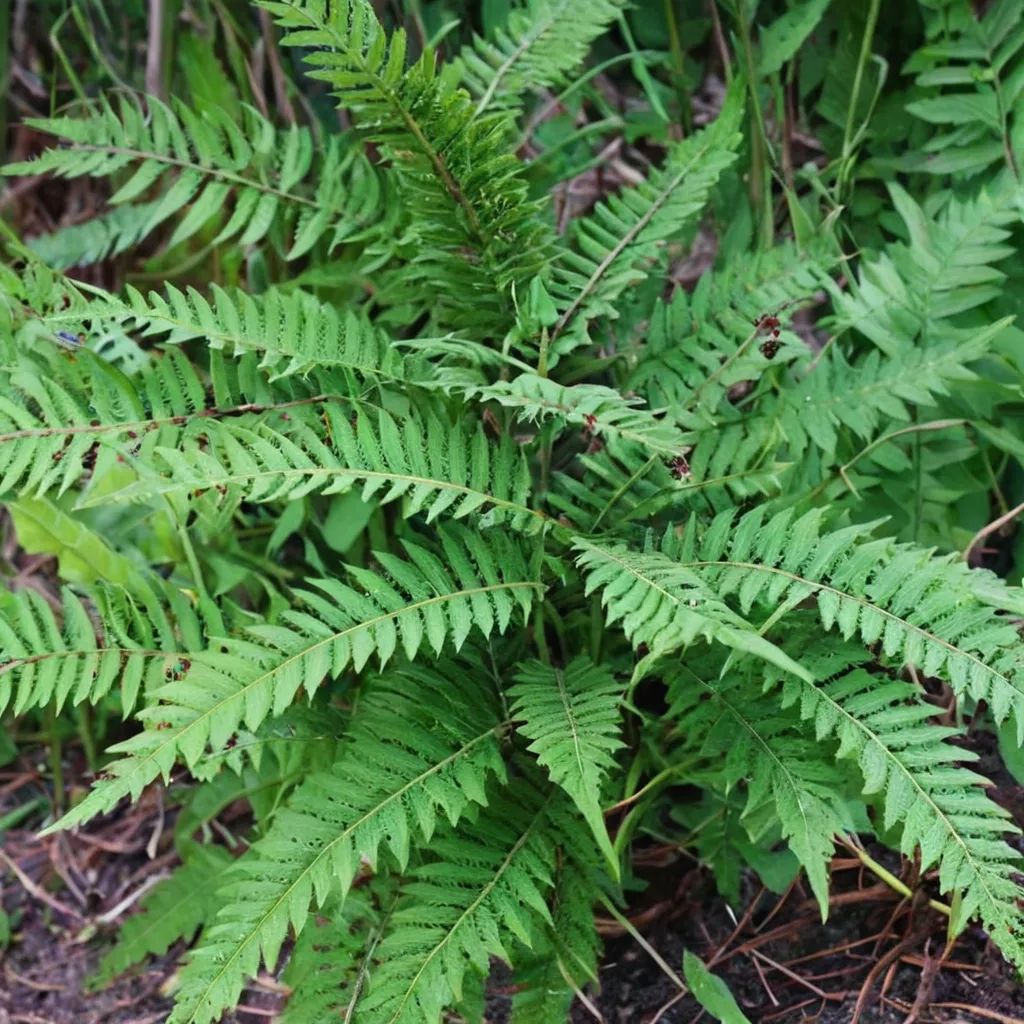 Thelypteris acuminata