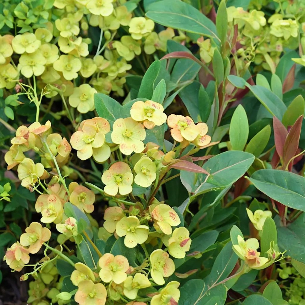 Euphorbia amygdaloides 'Orange Grove'