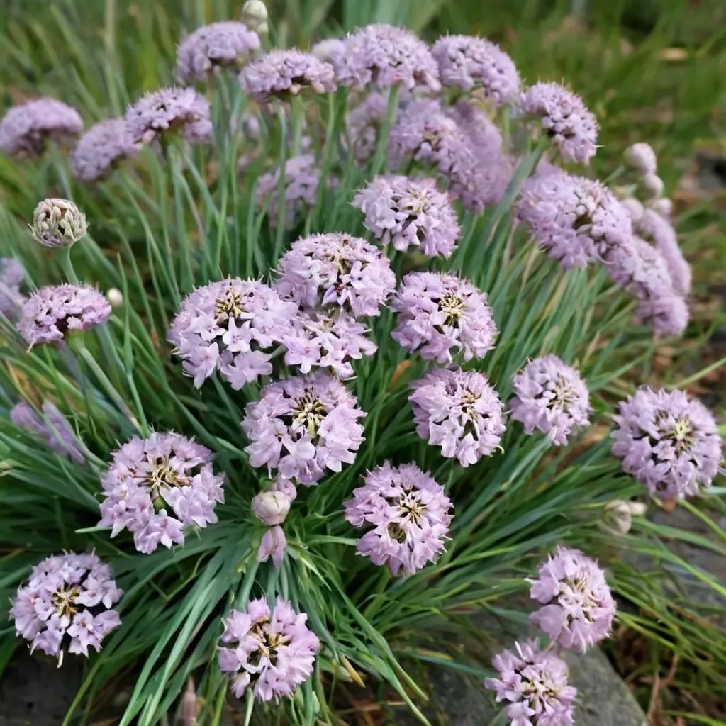 Allium senescens 'Ornamental Onion'