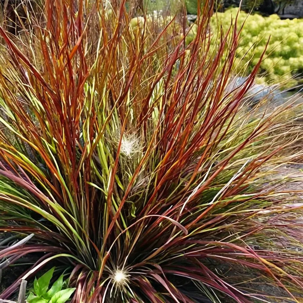 Pennisetum setaceum 'Burgundy Bunny'